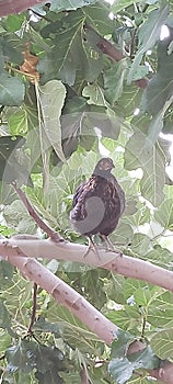 Black Chicken on a tree