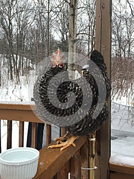 Black Chicken un Winter, Hen, Poultry, Snow, Wild, Forest, Countryside, Country, Rustic, Animal photo