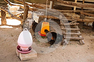 Black chicken Gallus gallusdomesticus photo