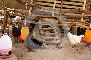 Black chicken Gallus gallusdomesticus photo