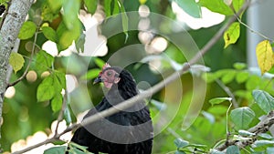 Black chicken walk free-range and green grass. Poultry farming, home farm. Organic farming. hen and chicks or native chicken