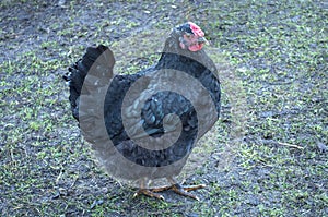 Black chicken in the yard in spring on blurred background