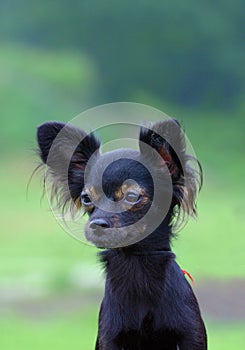 Black chihuahua dog