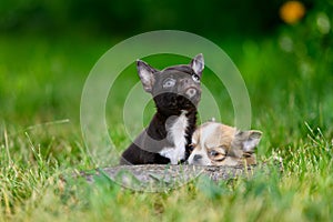 Black Chihuahua Puppy Looks up. Light Puppy Lies and is Sad. Pets Walk Outdoors in Garden