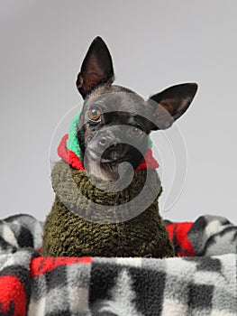 Black chihuahua wearing sweater head cocked