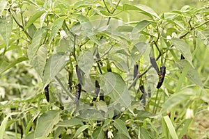 Black chili farming in india or black chili tree