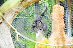 Black Chimpanzee Mammal Ape