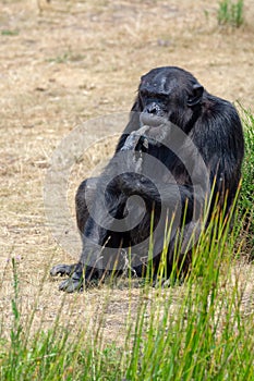 Black chimpanzees monkey leaving in safari park close up