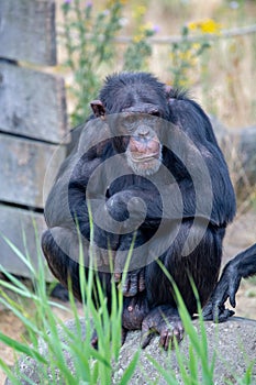 Black chimpanzees monkey leaving in safari park close up