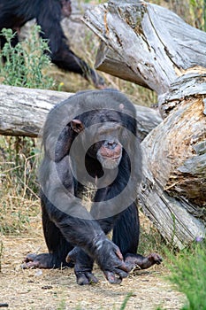 Black chimpanzees monkey leaving in safari park close up