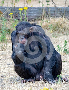 Black chimpanzees monkey leaving in safari park close up