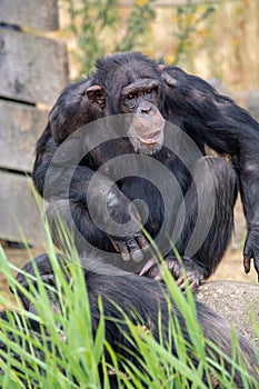 Black chimpanzees monkey leaving in safari park close up