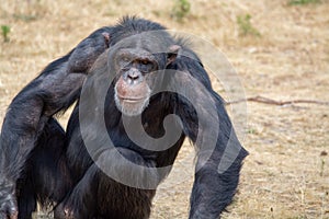 Black chimpanzees monkey leaving in safari park close up