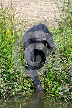 Black chimpanzees monkey leaving in safari park close up