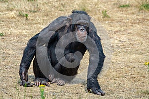 Black chimpanzees monkey leaving in safari park close up