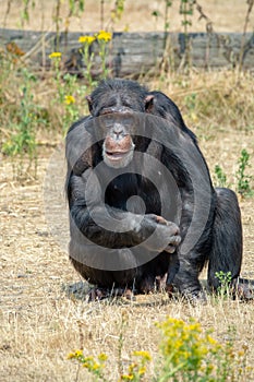 Black chimpanzees monkey leaving in safari park close up