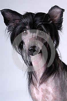 Black Chinese Crested Dog