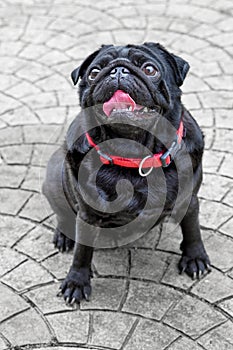 Black chinese pug