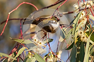 Black-chinned Honeyeater in Australia