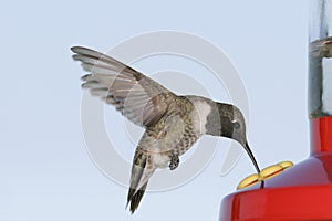 Black-chinned Hummingbird