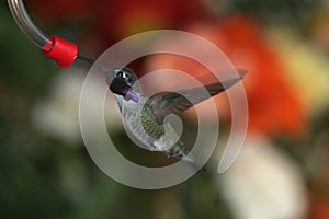 Black Chinned Hummingbird - 2