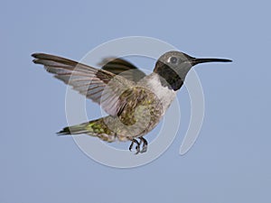 Black-chinned Hummingbird