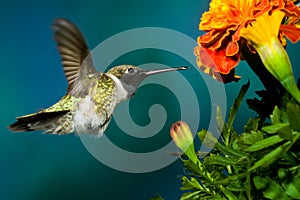 Black-Chinned Hummingbird