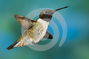 Black-Chinned Hummingbird