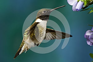 Black-Chinned Hummingbird