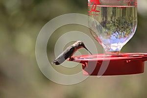 Black-chinned Hummingbird Archilochus alexandri 2