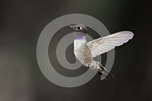 Black-chinned Hummingbird (Archilochus alexandri)