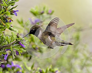 Black-chinned hummingbird feeding in the La Lomita Bird and Wildlife Photography Ranch in Texas.