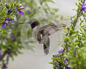 Black-chinned hummingbird feeding in the La Lomita Bird and Wildlife Photography Ranch in Texas.