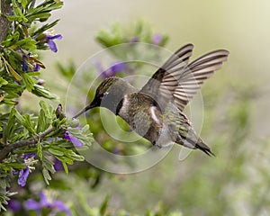 Black-chinned hummingbird feeding in the La Lomita Bird and Wildlife Photography Ranch in Texas.