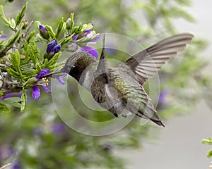 Black-chinned hummingbird feeding in the La Lomita Bird and Wildlife Photography Ranch in Texas.