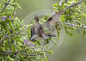 Black-chinned hummingbird feeding in the La Lomita Bird and Wildlife Photography Ranch in Uvalde, Texas.