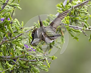 Black-chinned hummingbird feeding in the La Lomita Bird and Wildlife Photography Ranch in Uvalde, Texas.