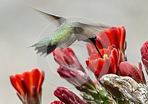 Black-chinned hummingbird feeding in the Transitions Wildlife Photography Ranch near Uvalde, Texas.