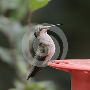 Black-chinned Hummingbird female archilochus alexandri