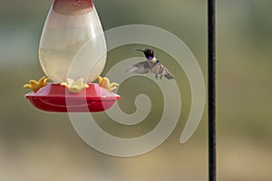 A black-chinned hummingbird hovers over a feeder