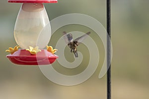 A black-chinned hummingbird hovers over a feeder
