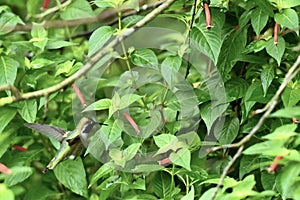 Black chinned hummingbird male, Archilochus alexandri, 2.