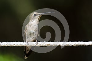 Black-Chinned Hummingbird Perched on a Piece of White Clothesline