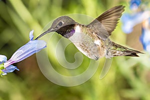 Black-Chinned Hummingbird Searching for Nectar Among the Blue Flowers