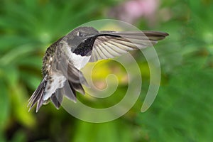 Black-Chinned Hummingbird Searching for Nectar in the Green Garden