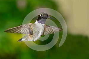 Black-Chinned Hummingbird Searching for Nectar in the Green Garden