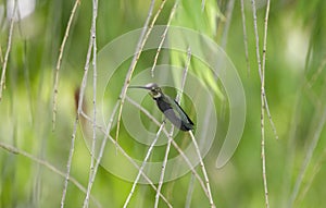 Black Chinned Hummingbird, Sweetwater Wetlands, Tucson Arizona desert