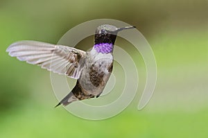 Black-Chinned Hummingbird with Throat Aglow While Hovering in Flight