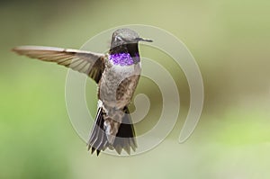 Black-Chinned Hummingbird with Throat Aglow While Hovering in Flight