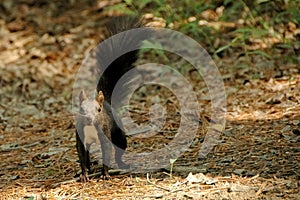 Black chipmunk stand on ground